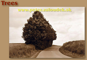 Trees